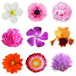 Summer Flower Set