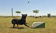 fly ball fly ball