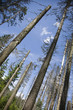 coniferous trees in forest low angle view