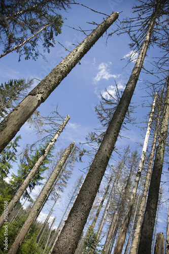 Photo: coniferous trees in forest low angle view coniferous trees in forest low angle view