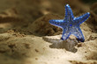 Toy starfish
