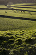 Cows on pasture in Yorkshire Dales, Yorkshire, England