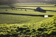 Pasture in Yorkshire Dales, Yorkshire, England