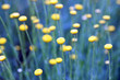 blumen blau