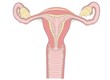 vagina anatomy