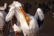 Great White Pelican