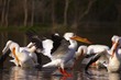 American White Pelican Landing on Water #4