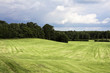 Foto: waldwiese waldwiese