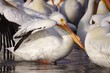 Great White Pelican #4