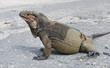 Rhinoceros Iguana in the Dominican Republic