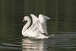 Cygne de révérence Cygne de révérence