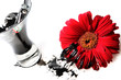 gerbera vermelha manchada de preto por pilhas gerbera vermelha manchada de preto por pilhas