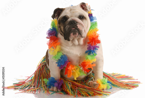 Photo: english bulldog dressed up as a hula dancer english bulldog dressed up as a hula dancer