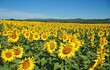 champs de tournesol champs de tournesol