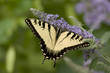 TigerSwallowTail_ButterFly