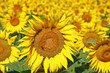 champs de tournesol champs de tournesol