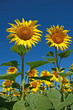 tournesol dans un champs, sur fond ciel bleu tournesol dans un champs, sur fond ciel bleu