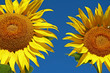 tournesol sur fond ciel bleu tournesol sur fond ciel bleu
