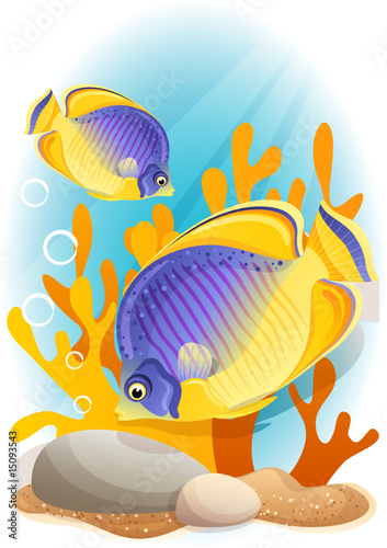 Vector: angelfish angelfish