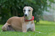 Windhund mit halsband Windhund mit halsband