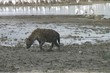 A Hyena found in Ngorongoro crater, Tanzania, Africa