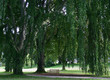 Parklandschaft