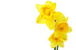 Yellow narcissus