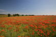 Field of Poppies