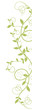 liane courbe vectoriel - ai - tige vert nature sur fond blanc