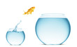 goldfish jumping out of the water goldfish jumping out of the water