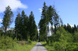 Waldweg