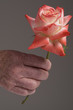 Senior hand holding rose