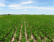 Soya crop