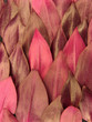 Purple leaves