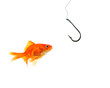 single goldfish facing empty hook single goldfish facing empty hook