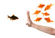 Foto: hand discriminating black goldfish hand discriminating black goldfish