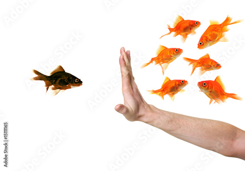 Photo: hand discriminating black goldfish hand discriminating black goldfish