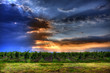 beauty vineyard landscape