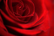 Rote Rosenblüte, Symbol Liebe