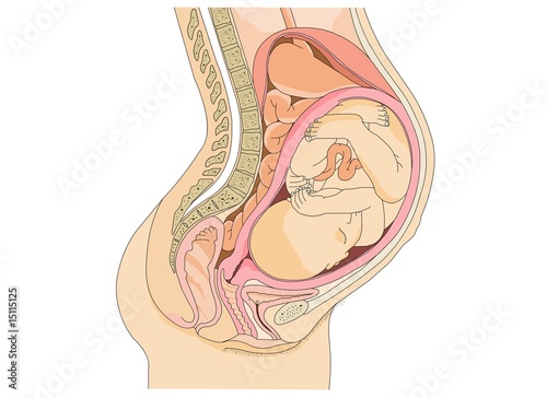 Vector: Pregnant Anatomy and the fetus Pregnant Anatomy and the fetus