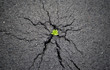 natural power