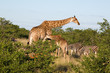 Giraffen und Zebras