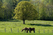 Pré vert 3769 Pré vert 3769