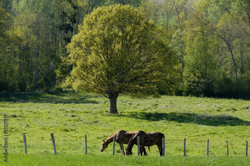 Pré vert 3769