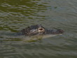 Alligator furtif dans son marécage