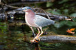 Heron Vert