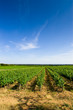 Vignes dans les Costières