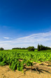 Vignes dans les Costières
