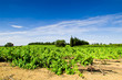 Vignes dans les Costières