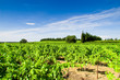 Vignes dans les Costières